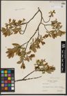 Foto von Salix hastata L.